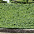 Hypericum calycinum: Bild 5/7