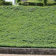 Hypericum calycinum: Bild 6/7