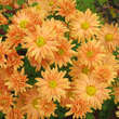 Chrysanthemum indicum 'Kleiner Bernstein': Bild 6/6