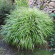 Hakonechloa macra 'Albostriata': Bild 6/7