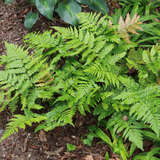 Dryopteris erythrosora - Rotschleierfarn