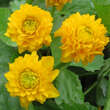 Caltha palustris 'Plena': Bild 1/4