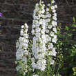 Delphinium cult. 'Galahad': Bild 3/3