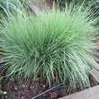 Schizachyrium scoparium: Bild 1/1
