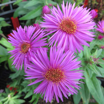 Aster novae-angliae 'Vibrant Dome'