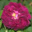 Rose 'Tuscany Superb' (gallica): Bild 1/3