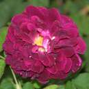 Historische Strauchrose - Rose 'Tuscany Superb'