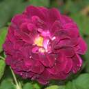 Rose 'Tuscany Superb' (gallica) - Historische Strauchrose