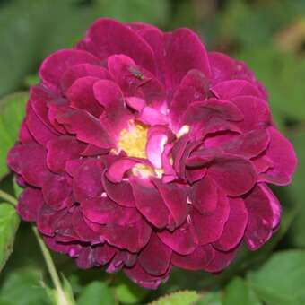 Rose 'Tuscany Superb' (gallica)