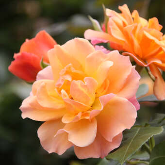 Rose 'Tequila'