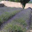 Lavandula angustifolia: Bild 3/7