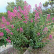 Centranthus ruber 'Coccineus': Bild 6/6