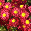 Chrysanthemum ind. 'Ceddie Mason': Bild 3/3
