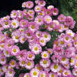 Chrysanthemum indicum 'Anastasia': Bild 3/4