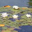 Nymphaea 'Virginalis': Bild 2/2