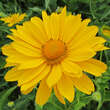 Heliopsis helianth. 'Lehnhof': Bild 3/5