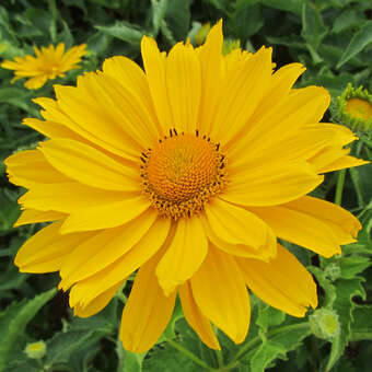 Heliopsis helianth. 'Lehnhof'