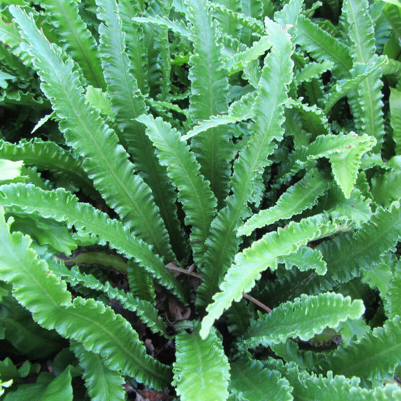 Hirschzungenfarn - Asplenium scolopendrium 'Angustatum' - grn