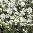 Arabis caucasica 'Variegata': Bild 2/5