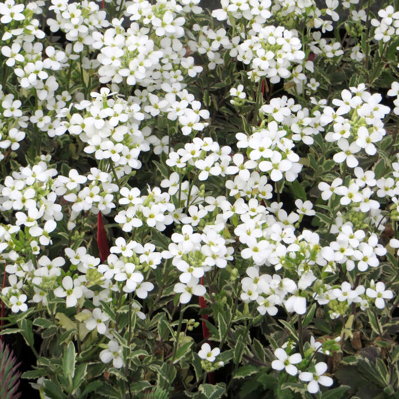 Gänsekresse Arabis caucasica 'Variegata' weiß