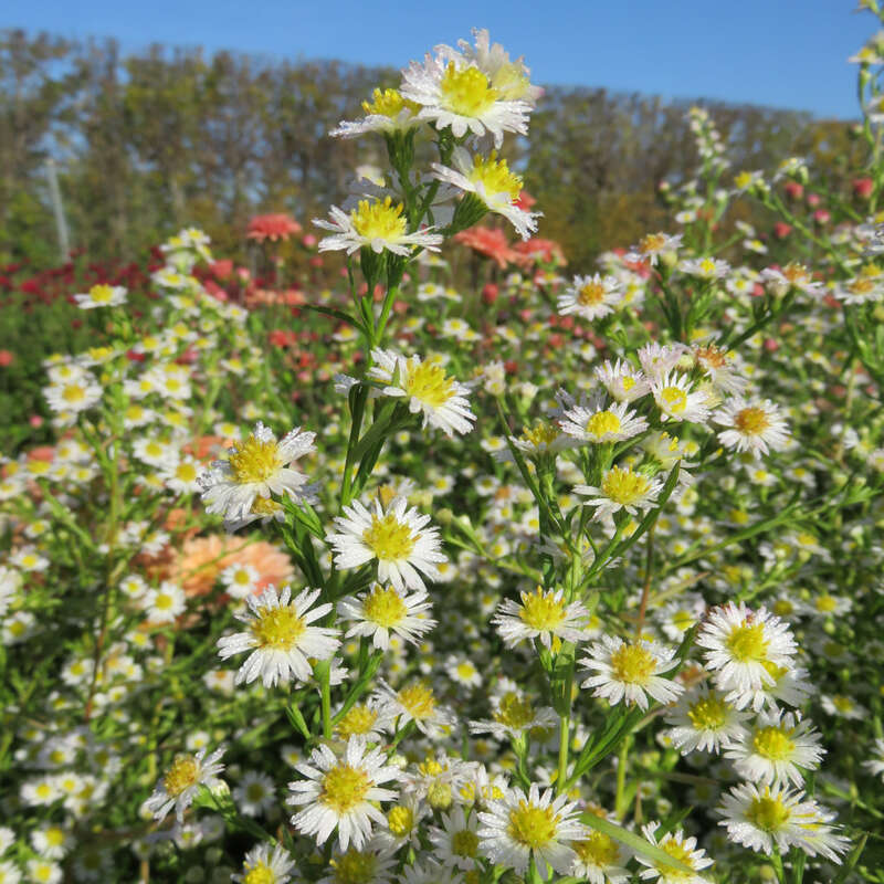 Aster - Aster ericoides &amp;#39;Schneegitter&amp;#39; - weiß