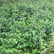 Vinca major 'Oxyloba': Bild 6/8
