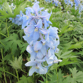 Delphinium cult. 'Gletscherwasser'