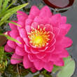 Nymphaea 'Fire Opal': Bild 1/2