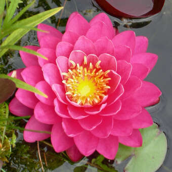 Nymphaea 'Fire Opal'