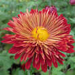 Chrysanthemum ind. 'Brennpunkt': Bild 1/5