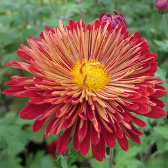 Chrysanthemum ind. 'Brennpunkt'
