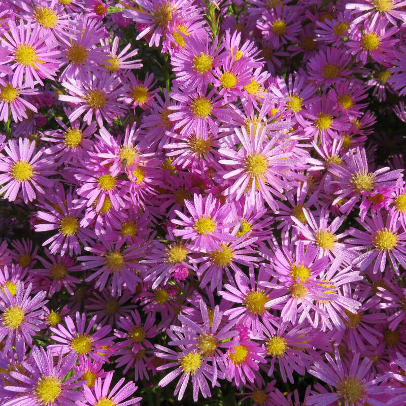 Aster - Aster ericoides &amp;#39;Pink Star&amp;#39; - rosa