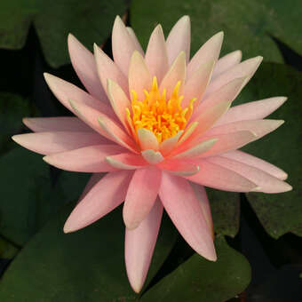 Nymphaea 'Sunny Pink'