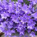 Campanula portenschlagiana - Teppich-Glockenblume