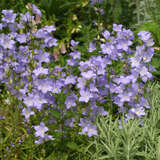 Campanula persicifolia 'Grandiflora Coerulea' - Wald-Glockenblume