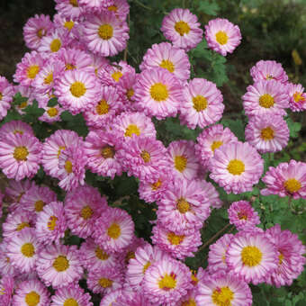 Chrysanthemum indicum 'Anastasia'