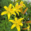 Lilium 'Golden Tiger': Bild 1/5