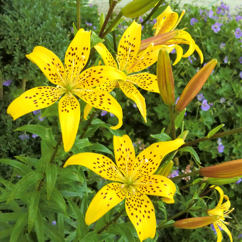Gartenlilie Lilium 'Golden Tiger' gelb