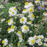 Aster ericoides 'Schneegitter' - Aster