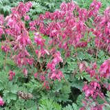 Dicentra formosa 'Luxuriant' - Herzblume