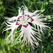 Dianthus arenarius: Bild 2/6