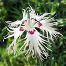 Dianthus arenarius - Sandnelke
