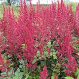 Astilbe japonica 'Montgomery' - Prachtspiere