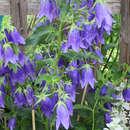 Campanula 'Sarastro' - Glockenblume