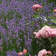 Lavandula angustifolia: Bild 1/7