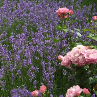 Lavandula angustifolia