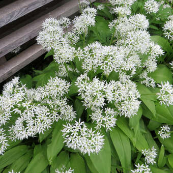 Allium ursinum