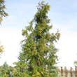 Cryptomeria japonica 'Rasen': Bild 3/3