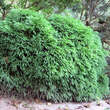 Cryptomeria japonica 'Globosa Nana': Bild 3/3