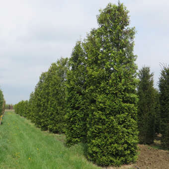thuja occidentalis brabant 180-200 cm Abendlndischer Lebensbaum Thuja occidentalis Brabant 125-150 cm Hhe